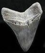 Collector Quality Megalodon Tooth - Georgia #34639-1